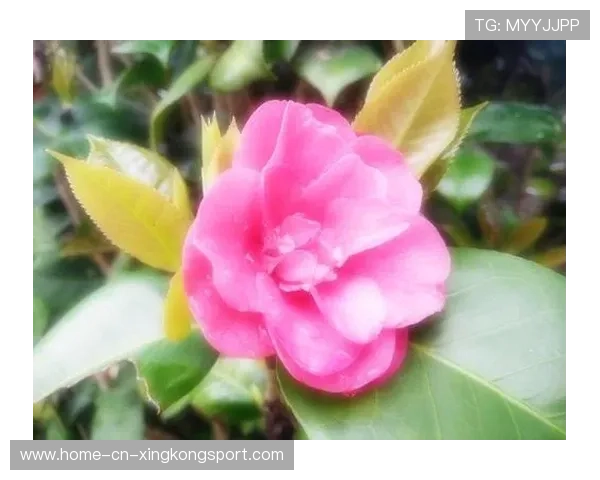 凯尔登强突制造突破口,圣城逐渐打回悬念 凯尔登强突制造突破口,圣城逐渐打回悬念